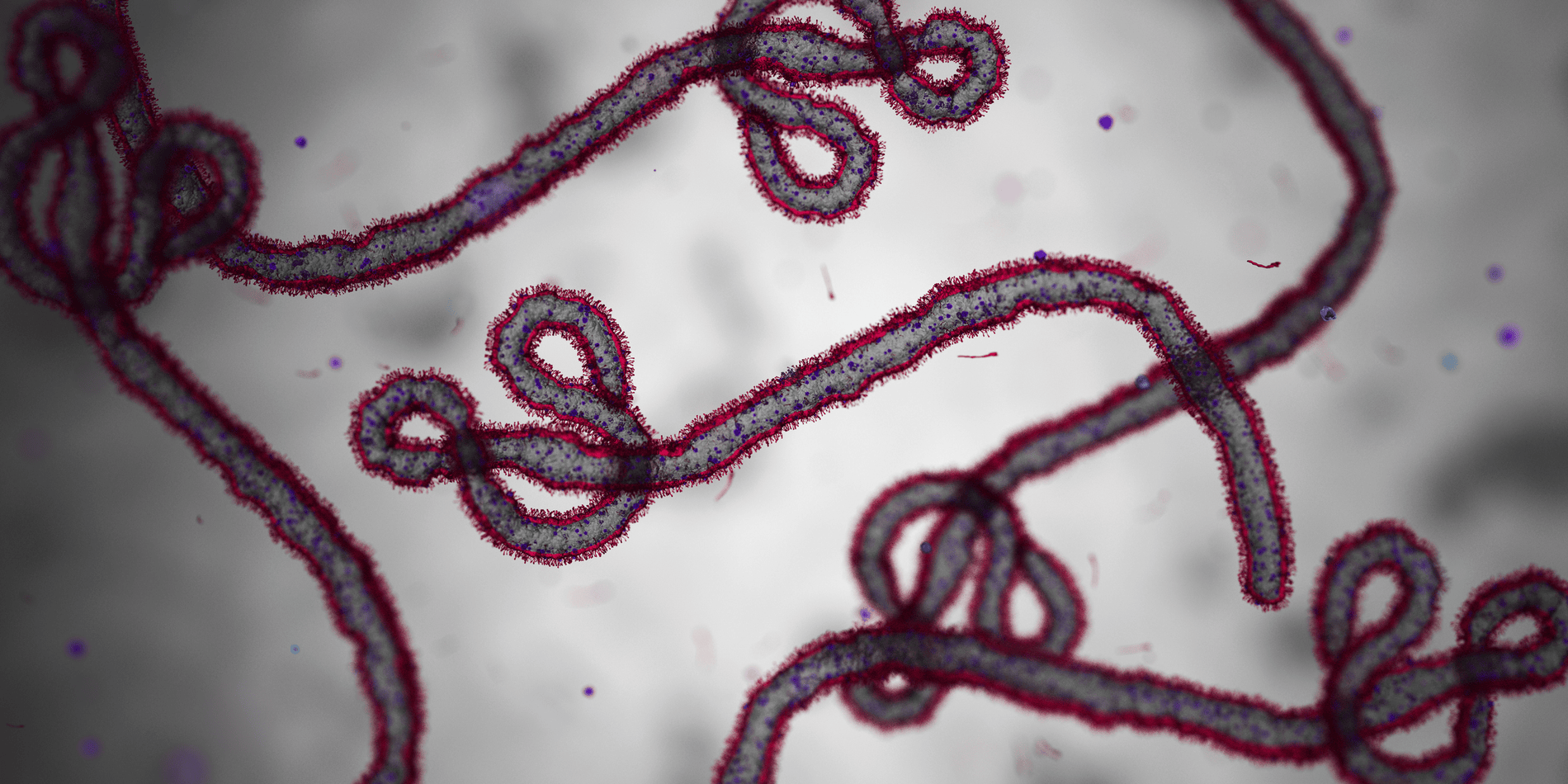 ebola virus